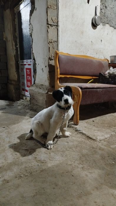 Alabay bolasi zot toza