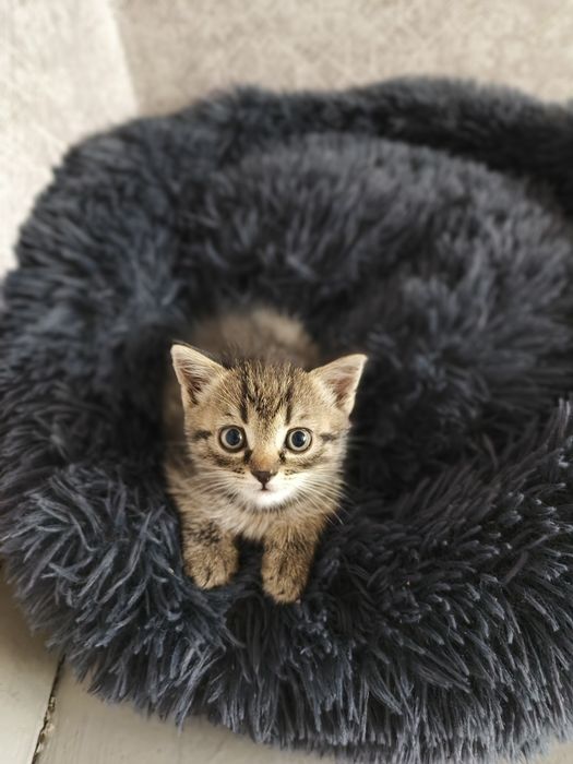 Отдам котёнка девочку, будет 2 месяца