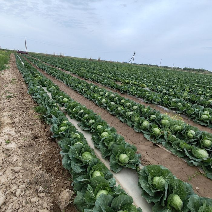 Капуста дайын Жетісайда