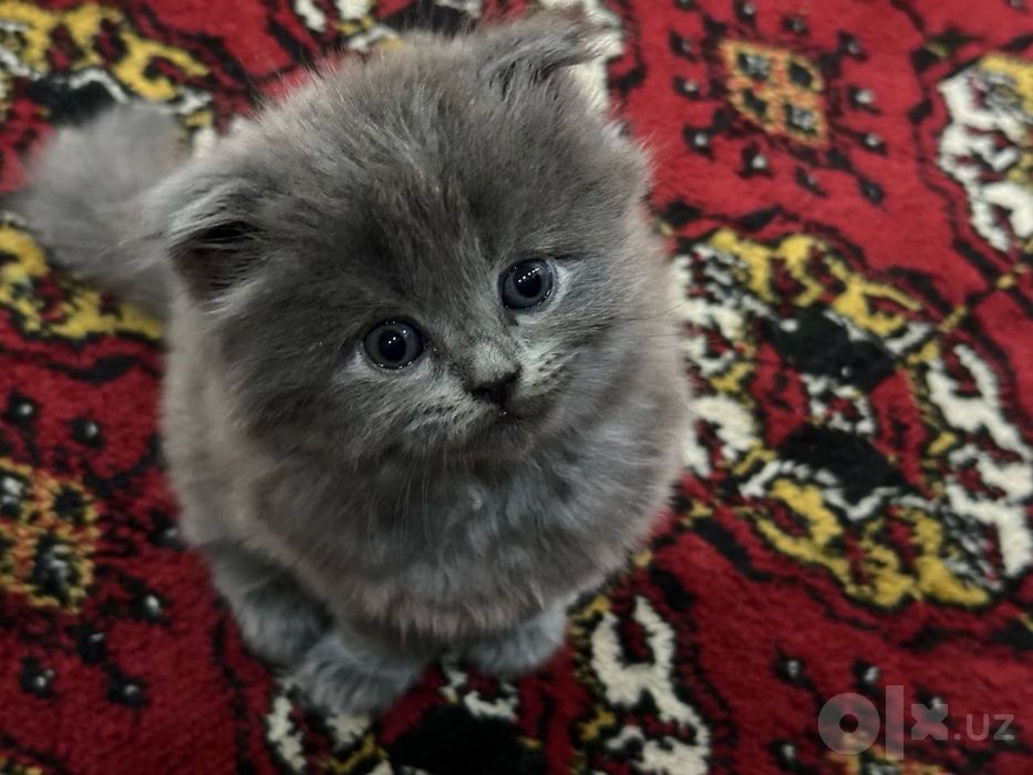 зотдор мушук сотилади