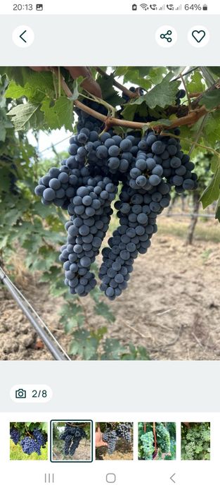 Merlot de calitate superioara direct din vie