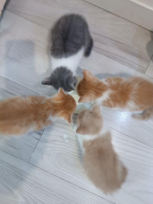 Отдам котят двухмесячные
