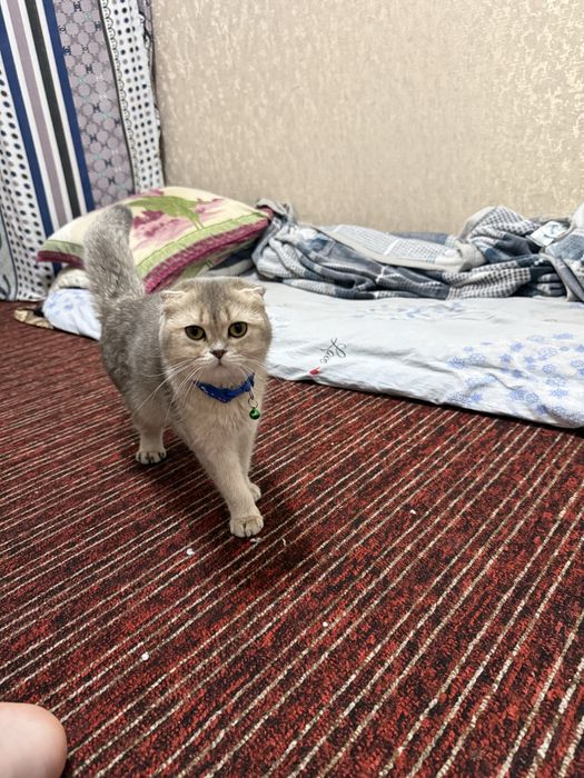 Shinshila mushuk sotiladi