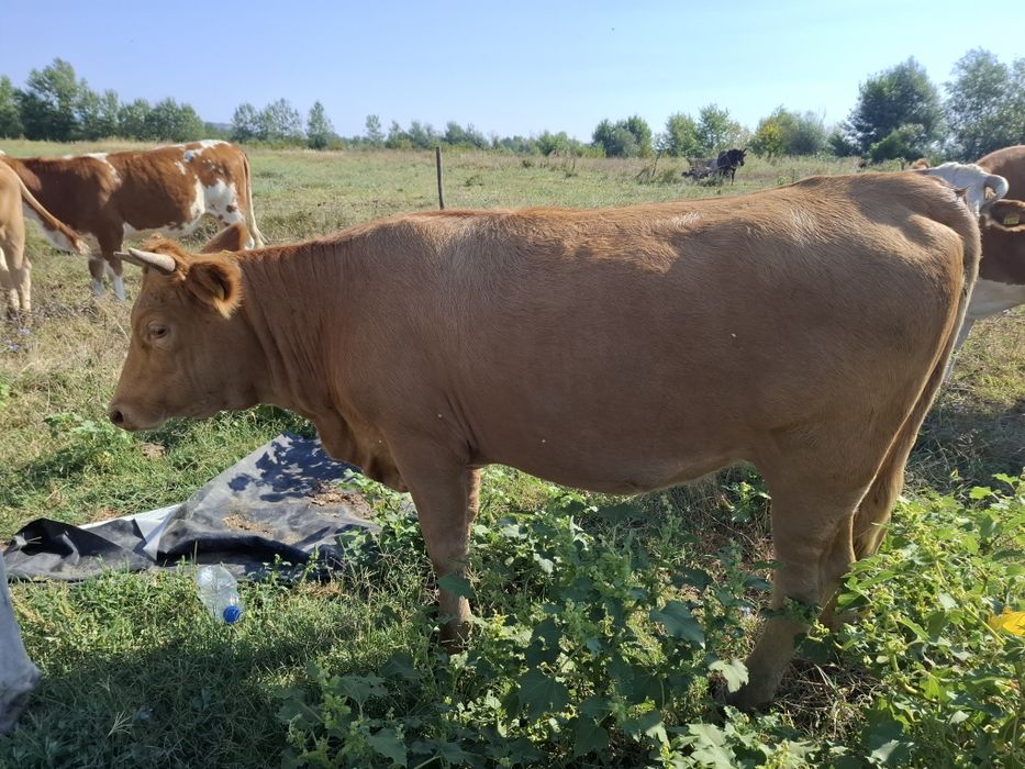 Vand un vițal si o vița
