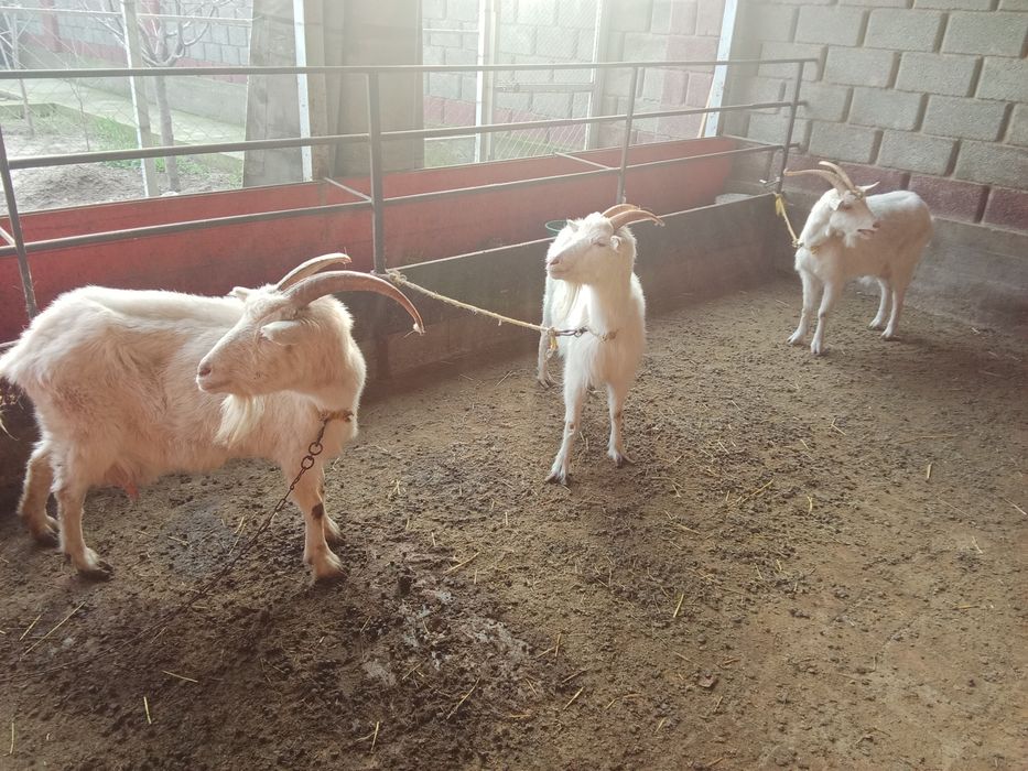 Ешкі сатылады 2,3, тумалары