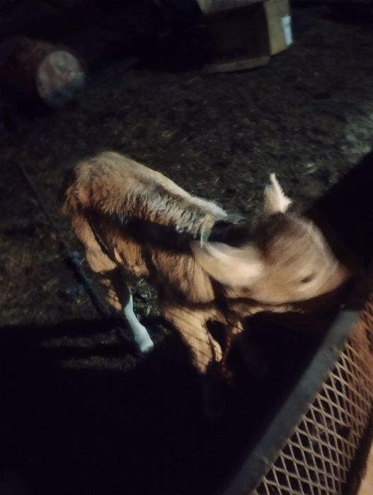 Vând vițel de o săptămână