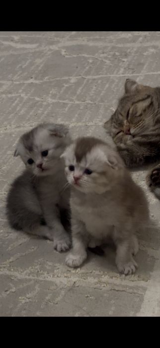 вислоухий котенок мальчик