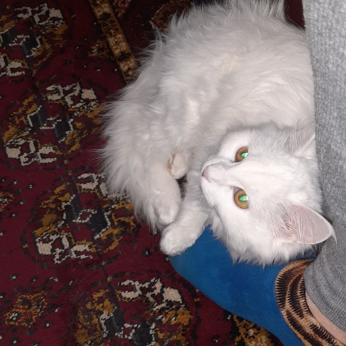 Онаси турк ангора отаси Вислоуха