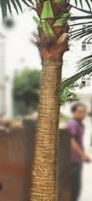 Palma daraht tanasi стол искусственный пальмовые деревья