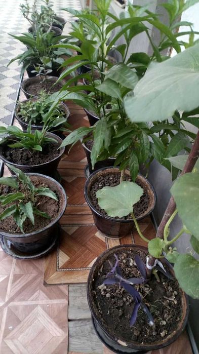 Xonaki gullar sotiladi