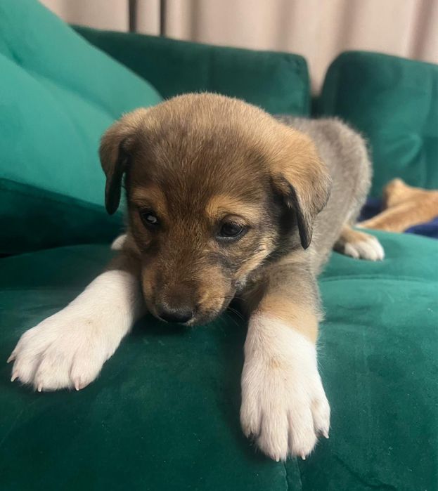 Отдадим щенков в хорошие руки