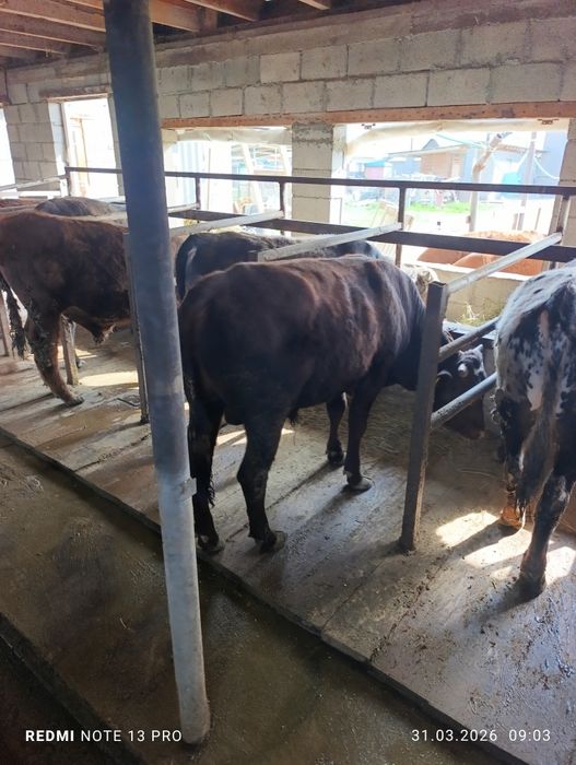 Продам быков подсосы