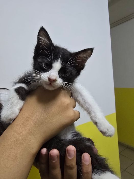 Ищу хозяйна этому котику