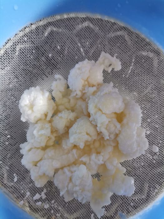 Ofer gratis ciuperca de chefir