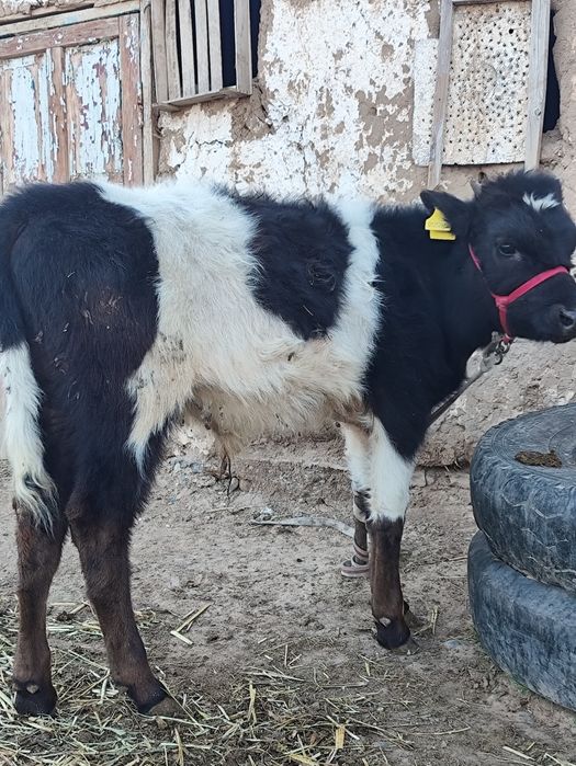 2 бұзау 1 бұқа 1 ұрғашы