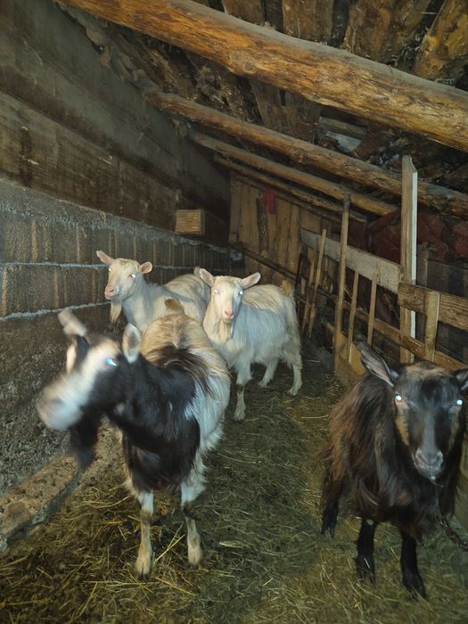 Vand Capre tinere Sunati