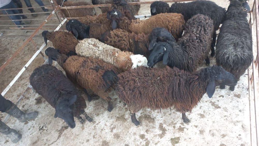 Кошкарлар бар сатылады