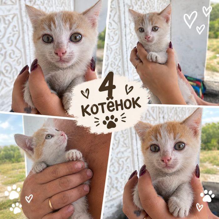 Отдам котят в добрые руки