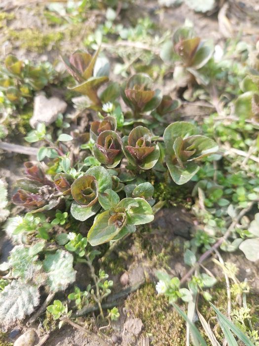 Ментоловая мята.