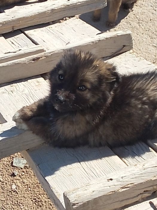 Отдам в хорошие руки