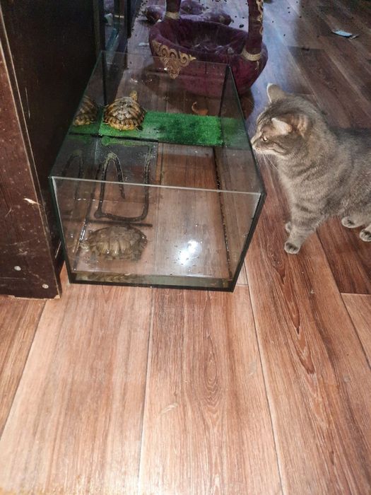 Кошечка 1.5 года в добрые руки