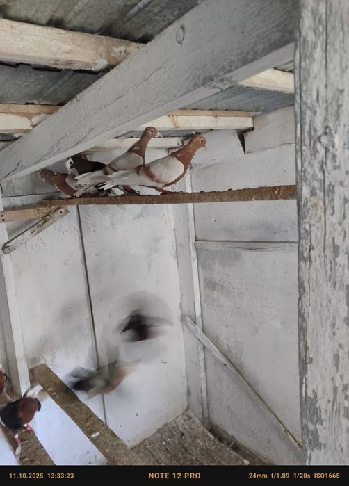 Голуби попы снегири белокрылые кептер