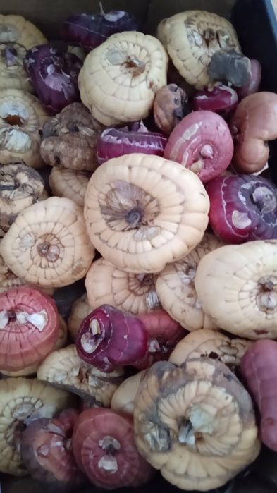 Гладиолусы дачные