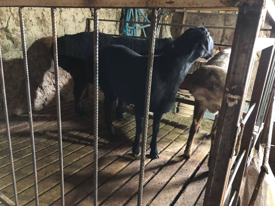 Samarqand juma Qoʻchr sotiladi toza sogʻlom