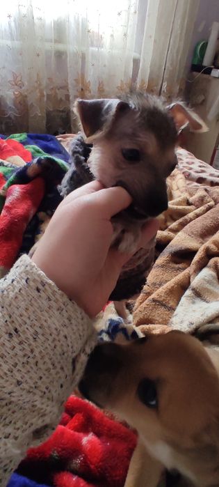 Отдаются щенята в добрый руки