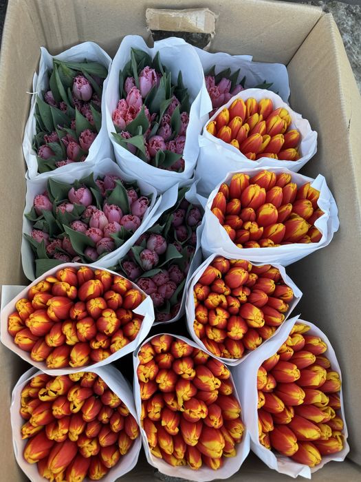 Тюльпаны оптом костанай