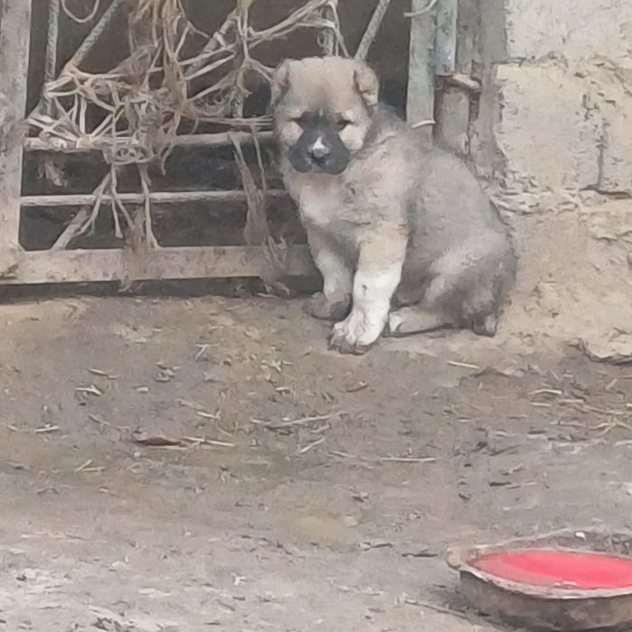 Алабаи еркек төбет