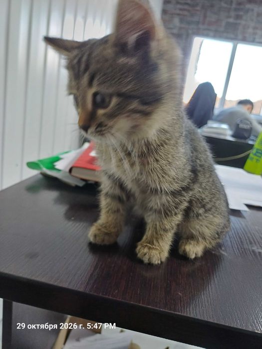 Котенок 3 месяца