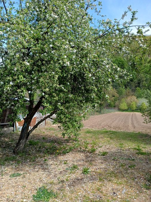 Loc de casă cu grădină, loc. Toc, jud. Arad