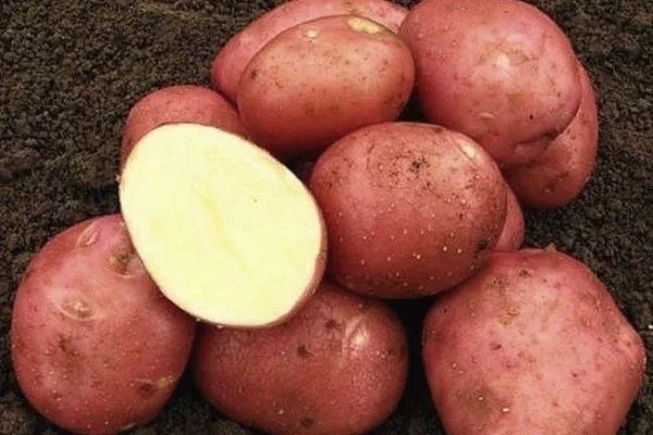 Картофель домашний