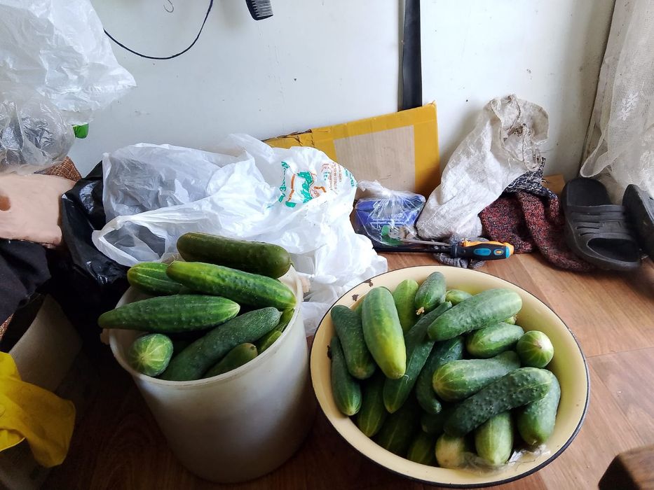 Продам огурцы. Самовывоз