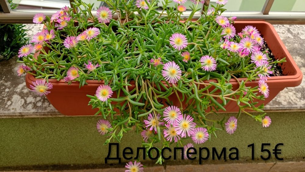 Семпервивум / Кактус Мамилария/ Сансевиера/Епипремнум / Филодендрон Бразил/ Лудизия/ Замиокулкас/Ешеверия/Гардения/Делосперма /Мушкато