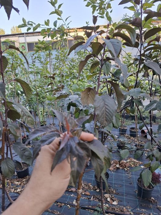 Червенолистна японска вишна Burgundy