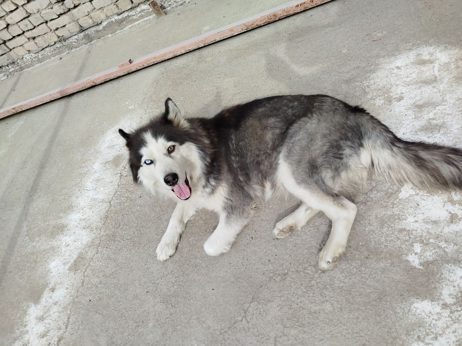 Sbiriaki xaski 2 xil kozlik jinsi ayol yowi 1 yosh kozlari kok sariq .