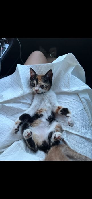 Pisici mici spre adoptie
