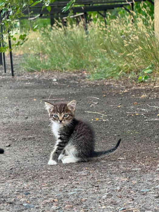Котята 2 мес ищут дом