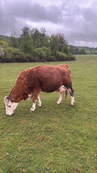 Vacă bălțată romînească  fătată, a treia oară.