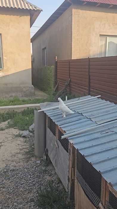 Голуби такла бьяз самец молодой.