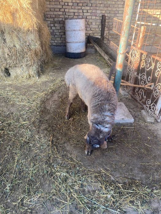 Qazoqi qoʻchqor sotiladi