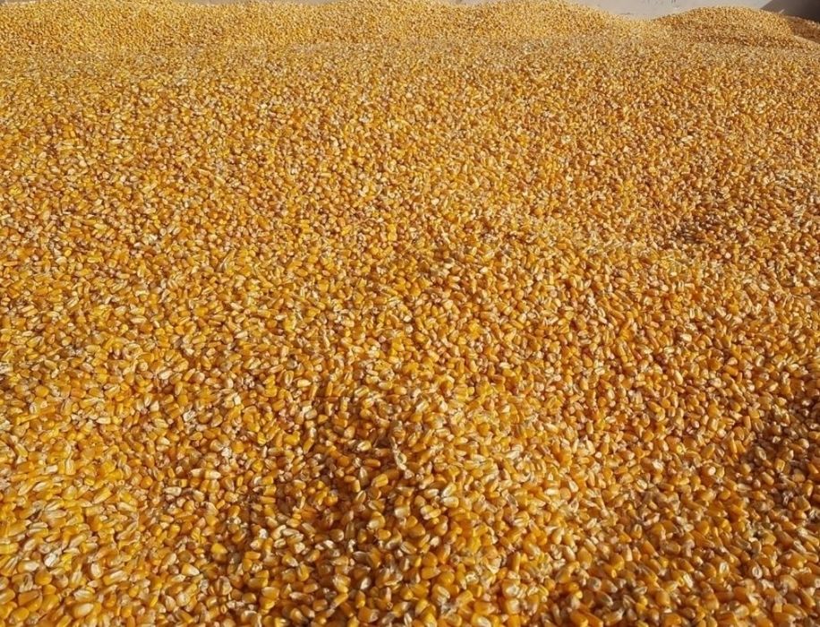 Vând boabe de porumb, floarea-soarelui, grâu, orz