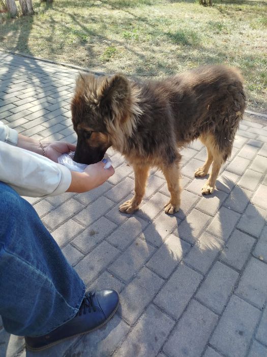 Поиск дома для щенка,овчарки.