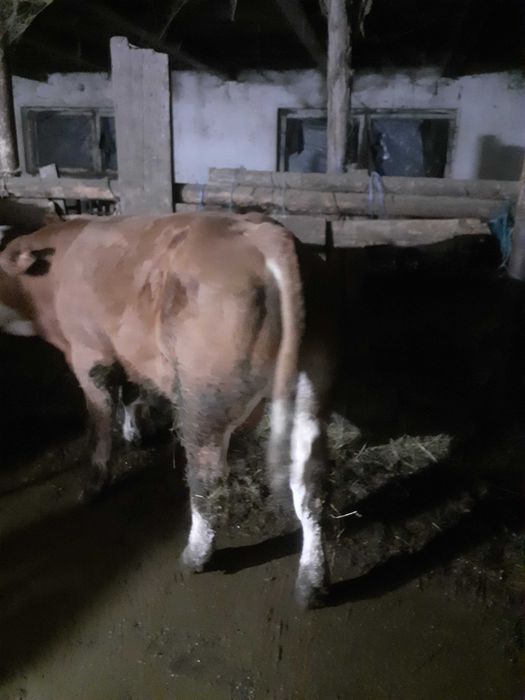 Vând        tăuraș