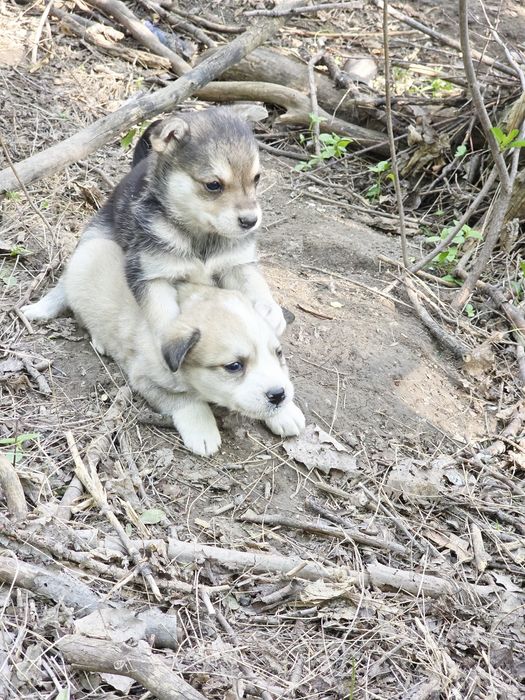 Щенки в любящую семью