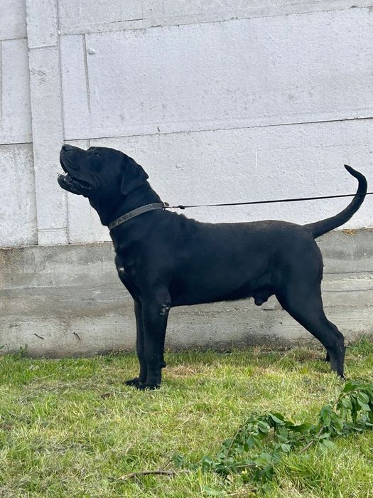 Presa Canario Mascul