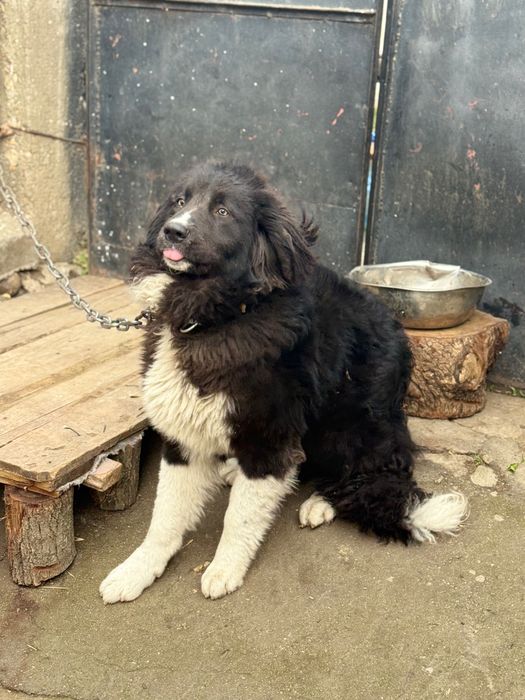 Българско Овчарско Куче