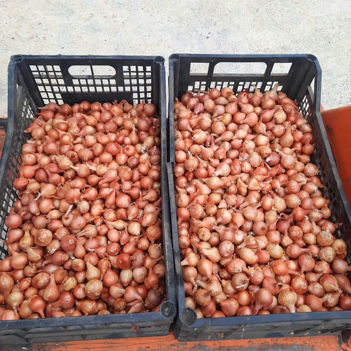 Арпаджик и Балучка